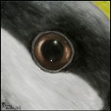 Augenblick einer Kohlmeise Acryl auf Leinwand;
30 x 30 cm